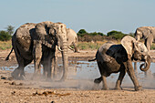 Afrikanische Elefanten (Loxodonta africana) am Wasserloch, Nxai-Pan-Nationalpark, Botsuana, Afrika