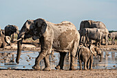 Afrikanische Elefanten (Loxodonta africana) am Wasserloch, Nxai Pan National Park, Botsuana, Afrika