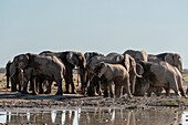 Afrikanische Elefanten (Loxodonta africana) am Wasserloch, Nxai Pan National Park, Botsuana, Afrika