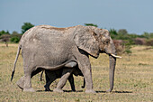 Afrikanische Elefanten (Loxodonta africana), Nxai-Pan-Nationalpark, Botsuana, Afrika