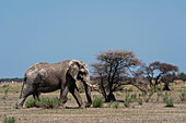 Afrikanischer Elefant (Loxodonta africana), Nxai-Pan-Nationalpark, Botsuana, Afrika