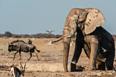 Afrikanischer Elefant (Loxodonta africana) am Wasserloch, Nxai Pan National Park, Botsuana, Afrika