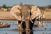 Afrikanischer Elefant (Loxodonta africana) am Wasserloch, Nxai-Pan-Nationalpark, Botsuana, Afrika