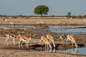 Springböcke (Antidorcas marsupialis), Nxai-Pan-Nationalpark, Botsuana, Afrika