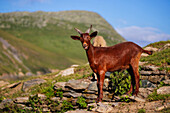 Ziege, Savoyen, Auvergne Rhone-Alpes, Frankreich, Europa