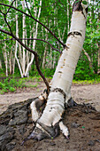 Birch trunk, Saguenay National Park, Baie Sainte-Marguerite, Province of Quebec, Canada, North America