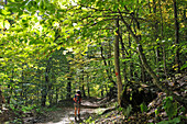 Hiking path in the forest of the Dilijan National Park, Tavush region, Armenia, Eurasia