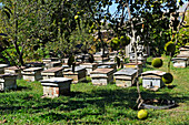 Bee hives in the garden of Raznik Mouradyan, beekeeper at Vedi, a village in Ararat plain, Artashat, Armenia, Eurasia