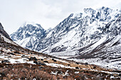 Yakherde im Hochgebirge beim Langtang Valley Trek in der Nähe von Kyanjin Gompa, Himalaya, Nepal, Asien