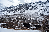 Two yaks walking through a snowy field, high altitude Himalayan mountain valley in Kyanjin Gompa,Langtang Trek, Himalayas, Nepal, Asia