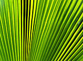 Palm tree detail, Rarotonga, Cook Islands, South Pacific, Pacific