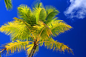 Palm tree, Le Bora Bora by Pearl Resort, Moto Tevairoa island, Bora Bora, French Polynesia, South Pacific, Pacific