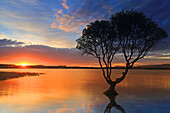 Einsamer Baum bei Sonnenuntergang, Kenfig Pool, Kenfig Nature Reserve, Südwales, Vereinigtes Königreich, Europa