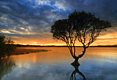 Lone tree at sunset, Kenfig Pool, Kenfig Nature Reserve, South Wales, United Kingdom, Europe