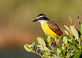 Großer Kiskadee, (Pitangus Sulphuratus), ein in Mittel- und Südamerika verbreiteter Sperlingsvogel, Bermuda, Atlantik, Nordamerika