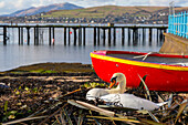 Schwan nistet neben einem Boot, Gourock, Firth of Clyde, Inverclyde, Schottland, Vereinigtes Königreich, Europa