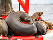 California sea lions (Zalophus californianus), grouped together on a channel marker off Newport Beach, California, United States of America, North America