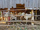 Vieh unter dem Haus in dem kleinen Dorf Angkor Ban, Provinz Battambang, Kambodscha, Indochina, Südostasien, Asien