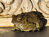 Asian common toad (Duttaphyrnus melanostictus), at the memorial to Dr. Beat Richner, at night in Siem Reap, Cambodia, Indochina, Southeast Asia, Asia