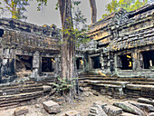 Ta-Prohm-Tempel, ein buddhistisches Mahayana-Kloster, das im späten 12. Jahrhundert für den Khmer-König Jayavarman VII. erbaut wurde, Angkor, UNESCO-Welterbe, Kambodscha, Indochina, Südostasien, Asien