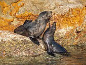 Guadalupe fur seals (Arctocephalus townsendi), at new haul out on Las Animas Island, Baja California Sur, Sea of Cortez, Mexico, North America