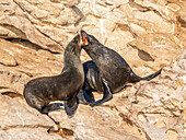 Guadalupe-Pelzrobbe (Arctocephalus townsendi), bei einem neuen Fangplatz auf der Insel Las Animas, Baja California Sur, Sea of Cortez, Mexiko, Nordamerika