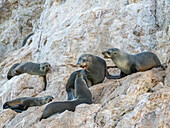 Guadalupe fur seals (Arctocephalus townsendi), at new haul out on Las Animas Island, Baja California Sur, Sea of Cortez, Mexico, North America