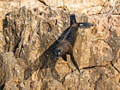 Guadalupe-Pelzrobbe (Arctocephalus townsendi), bei einem neuen Fangplatz auf der Insel Las Animas, Baja California Sur, Sea of Cortez, Mexiko, Nordamerika