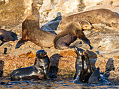 Guadalupe-Pelzrobbe (Arctocephalus townsendi), bei einem neuen Fangplatz auf der Insel Las Animas, Baja California Sur, Sea of Cortez, Mexiko, Nordamerika