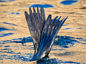 Guadalupe-Pelzrobbe (Arctocephalus townsendi), bei einem neuen Fangplatz auf der Insel Las Animas, Baja California Sur, Sea of Cortez, Mexiko, Nordamerika