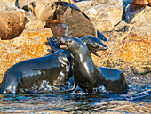 Guadalupe fur seals (Arctocephalus townsendi), at new haul out on Las Animas Island, Baja California Sur, Sea of Cortez, Mexico, North America