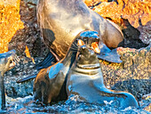 Guadalupe-Pelzrobben (Arctocephalus townsendi), bei einem neuen Fangplatz auf der Insel Las Animas, Baja California Sur, Sea of Cortez, Mexiko, Nordamerika