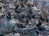 Guadalupe-Pelzrobben (Arctocephalus townsendi), bei einem neuen Fangplatz auf der Insel Las Animas, Baja California Sur, Sea of Cortez, Mexiko, Nordamerika