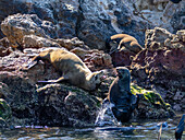 Guadalupe-Pelzrobben (Arctocephalus townsendi), bei einem neuen Fangplatz auf der Insel Las Animas, Baja California Sur, Sea of Cortez, Mexiko, Nordamerika