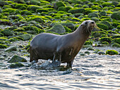 Kalifornische Seelöwen (Zalophus californianus), Herumtreiben am Strand in Puerto Refugio, Baja California, Sea of Cortez, Mexiko, Nordamerika