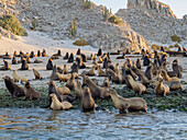 Kalifornische Seelöwen (Zalophus californianus), auf der Flucht am Strand von Puerto Refugio, Baja California, Sea of Cortez, Mexiko, Nordamerika