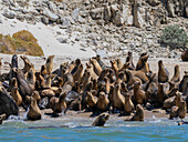 Kalifornische Seelöwen (Zalophus californianus), Herumtreiben am Strand in Puerto Refugio, Baja California, Sea of Cortez, Mexiko, Nordamerika