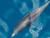 Ein Langschnauzen-Delphin (Delphinus capensis), auftauchend vor den Gorda Banks, Baja California Sur, Mexiko, Nordamerika