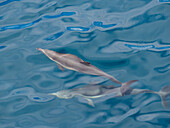 Ein Paar Langschnauzen-Delphine (Delphinus capensis), auftauchend vor den Gorda Banks, Baja California Sur, Mexiko, Nordamerika