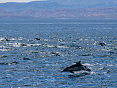 Eine Gruppe Langschnauzen-Delfine (Delphinus capensis), unterwegs vor den Gorda Banks, Baja California Sur, Mexiko, Nordamerika