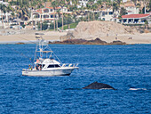 Humpback whale (Megaptera novaeangliae), near fishing boat, San Jose del Cabo, Baja California Sur, Mexico, North America