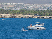 Buckelwal (Megaptera novaeangliae), in der Nähe eines Touristenbootes vor San Jose del Cabo, Baja California Sur, Mexiko, Nordamerika