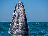 Adult California gray whale (Eschrictius robustus), spy-hopping in San Ignacio Lagoon, Baja California, Mexico, North America