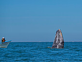 California gray whale (Eschrictius robustus), spy-hopping near boat in San Ignacio Lagoon, Baja California, Mexico, North America