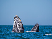 Adult California gray whales (Eschrictius robustus), spy-hopping in San Ignacio Lagoon, Baja California, Mexico, North America