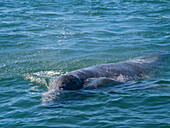 California gray whale calf (Eschrictius robustus), surfacing in San Ignacio Lagoon, Baja California, Mexico, North America