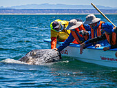 Kalifornisches Grauwal-Kalb (Eschrictius robustus), neben dem Boot, das von Touristen berührt wird, in der Lagune von San Ignacio, Baja California, Mexiko, Nordamerika