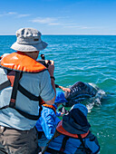 California gray whale calf (Eschrictius robustus), with excited tourists in San Ignacio Lagoon, Baja California, Mexico, North America