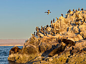 Kalifornischer Seelöwenbulle (Zalophus californianus), auf einer kleinen Insel vor San Marcos Island, Sea of Cortez, Mexiko, Nordamerika