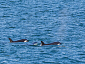 Schwertwale (Orcinus orca), vor Isla Carmen, Baja California Sur, Mexiko, Nordamerika